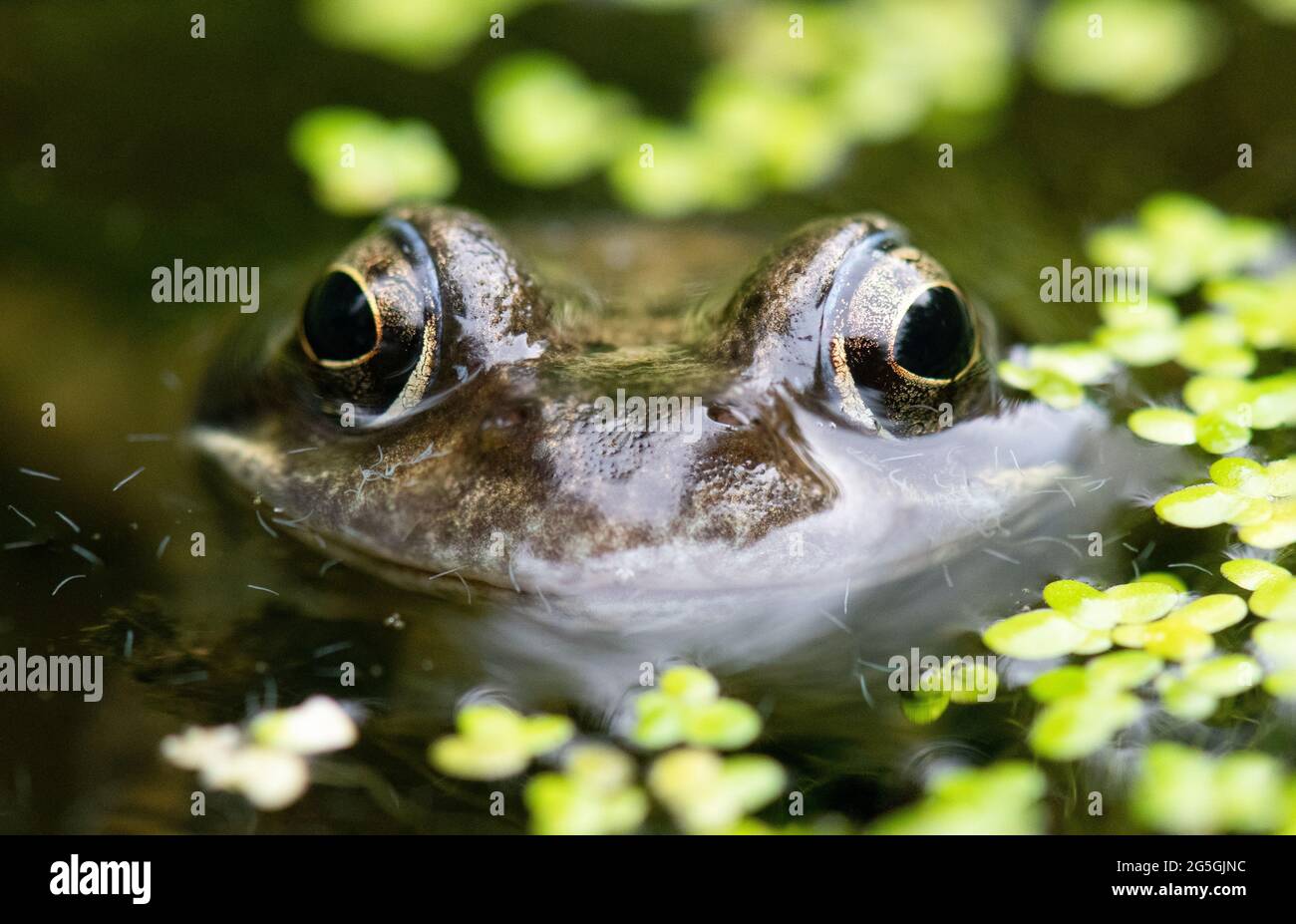 Rana comune (rana temporaria) closeup in giardino stagno circondato da minuscoli laghetto vermi - Scozia, UK Foto Stock
