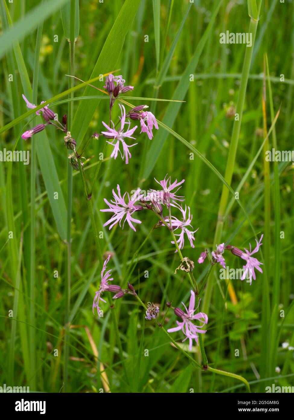 Silene flos-cuculi (SYN. Lychnis flos-cucuculi), comunemente chiamato Ragged-robin. Foto Stock Silene flos-cuculi (SYN. Lychnis flos-cucuculi), comunemente chiamato Ragged-robin. Foto Stock