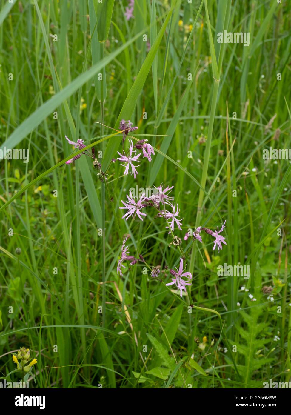 Silene flos-cuculi (SYN. Lychnis flos-cucuculi), comunemente chiamato Ragged-robin. Foto Stock Silene flos-cuculi (SYN. Lychnis flos-cucuculi), comunemente chiamato Ragged-robin. Foto Stock