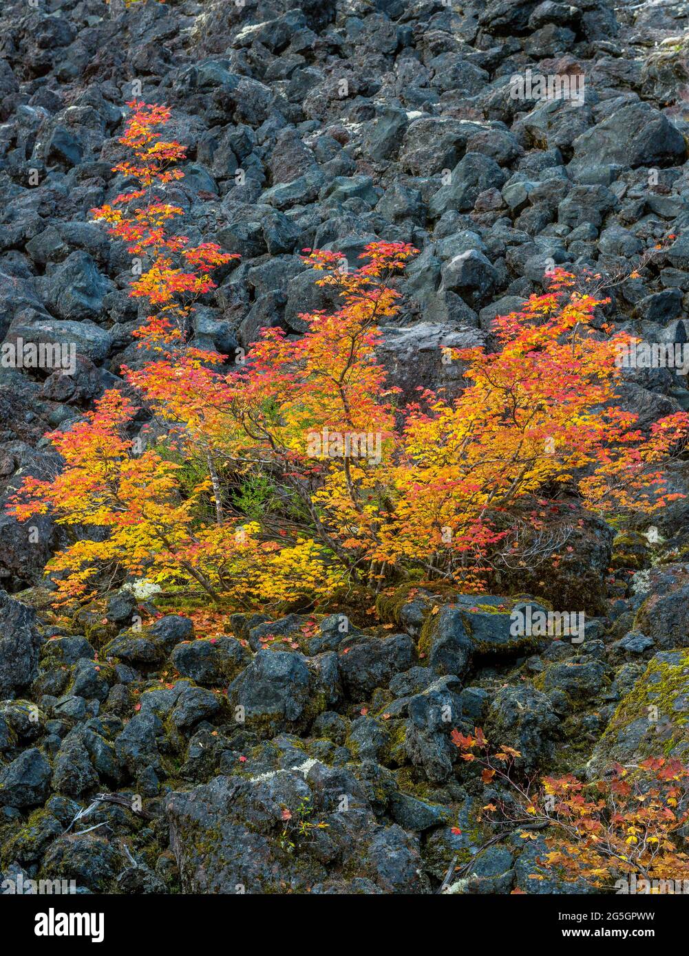Vite Acero Acer circinatum, flusso di lava, tre sorelle deserto Willamette-Deschutes National Forest, Oregon Foto Stock
