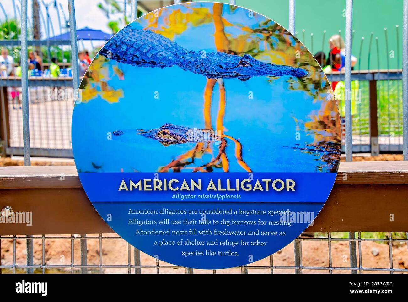 Un cartello fornisce informazioni sull'alligatore americano al Mississippi Aquarium, 24 giugno 2021, a Gulfport, Mississippi. Foto Stock