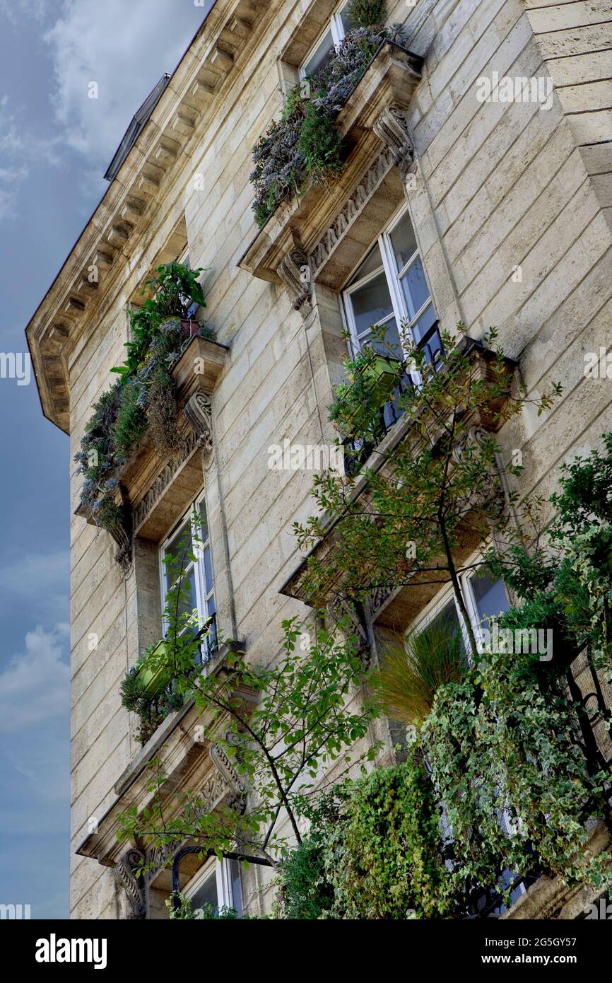 Facciata verde su un edificio in pietra a Bordeaux, Francia Foto Stock