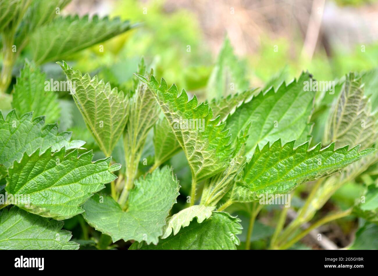 Urtica dioica o ortica comune è una pianta erbacea perenne medicinale della famiglia Urticaceae che cresce all'aperto nel giardino, fuoco selettivo. Foto Stock