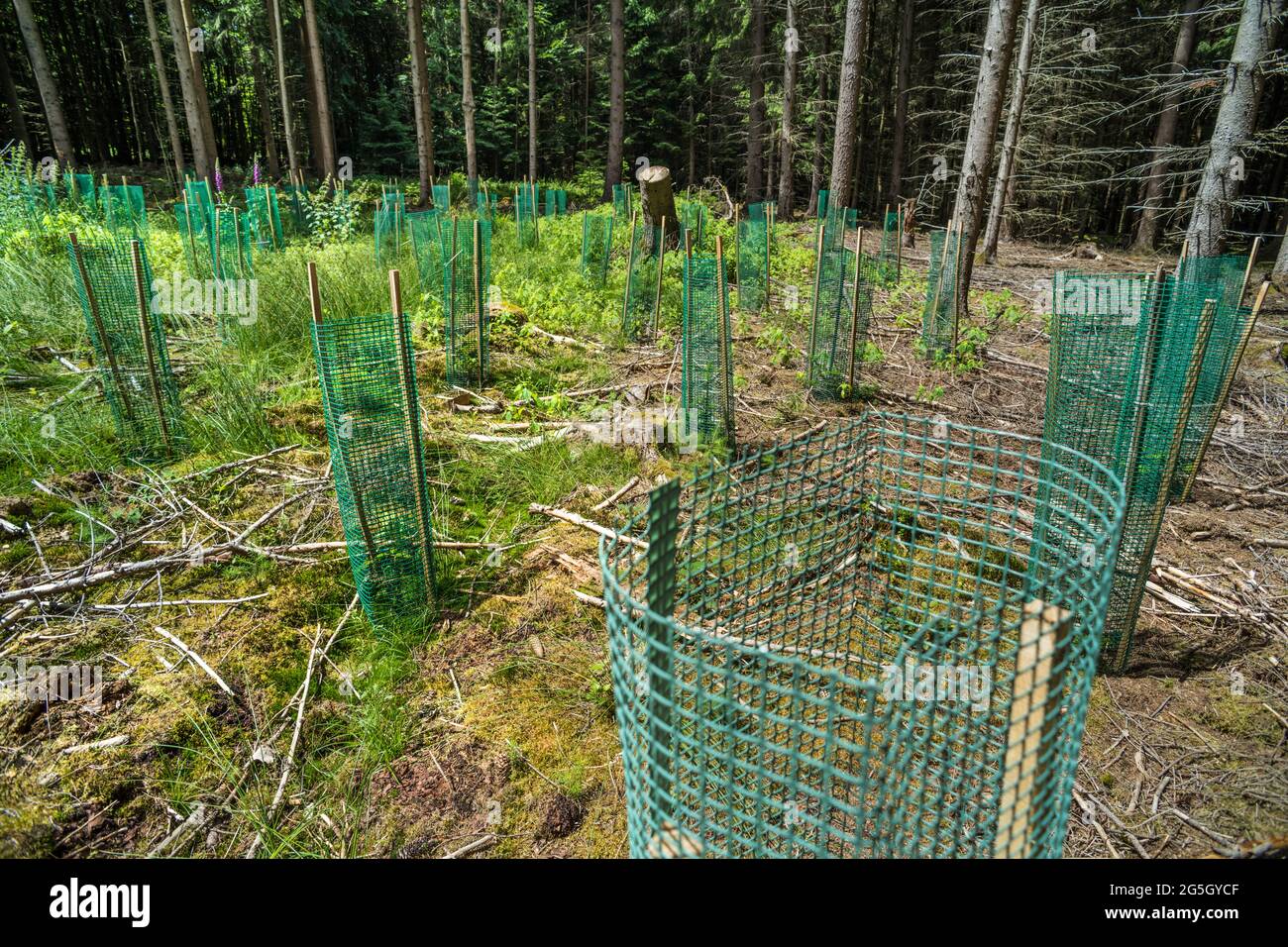 Plastica nella foresta come usato per proteggere e sostenere alberi recentemente piantati può diventare un problem. Che può decomporre e penetrare nel suolo. Inquinamento Foto Stock