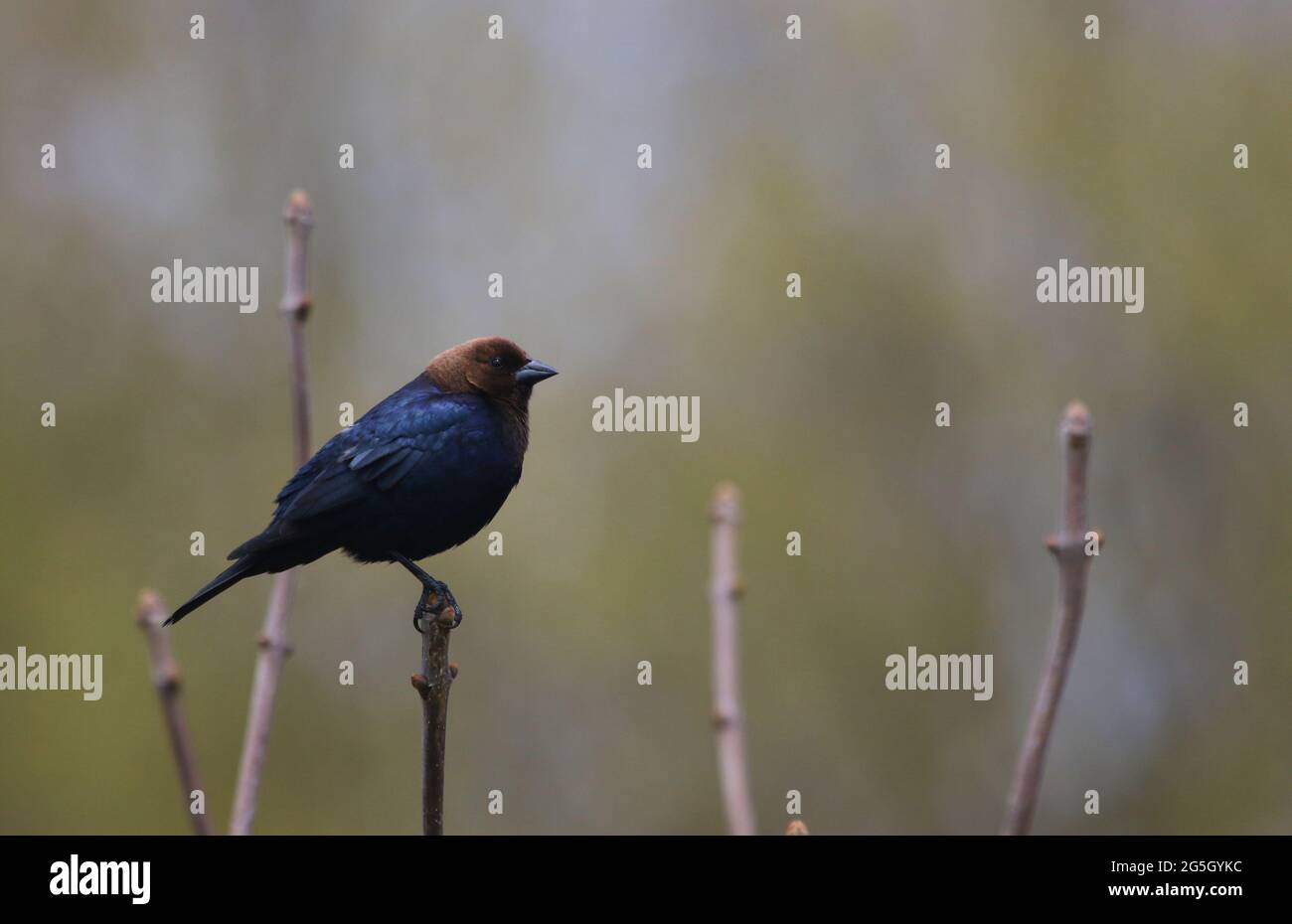 Un Cowbird maschio a testa marrone (Molothrus ater) arroccato su un albero di suma, sparato a Waterloo, Ontario. Foto Stock