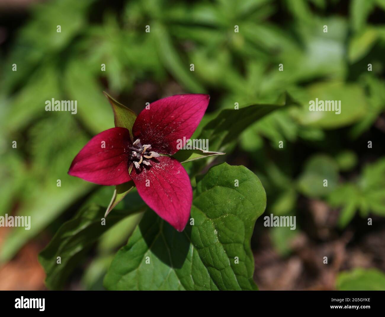 Un brillante Trillium rosso (Trillium erectum) fiore in piena fioritura, girato durante la primavera a Waterloo, Ontario, Canada. Foto Stock