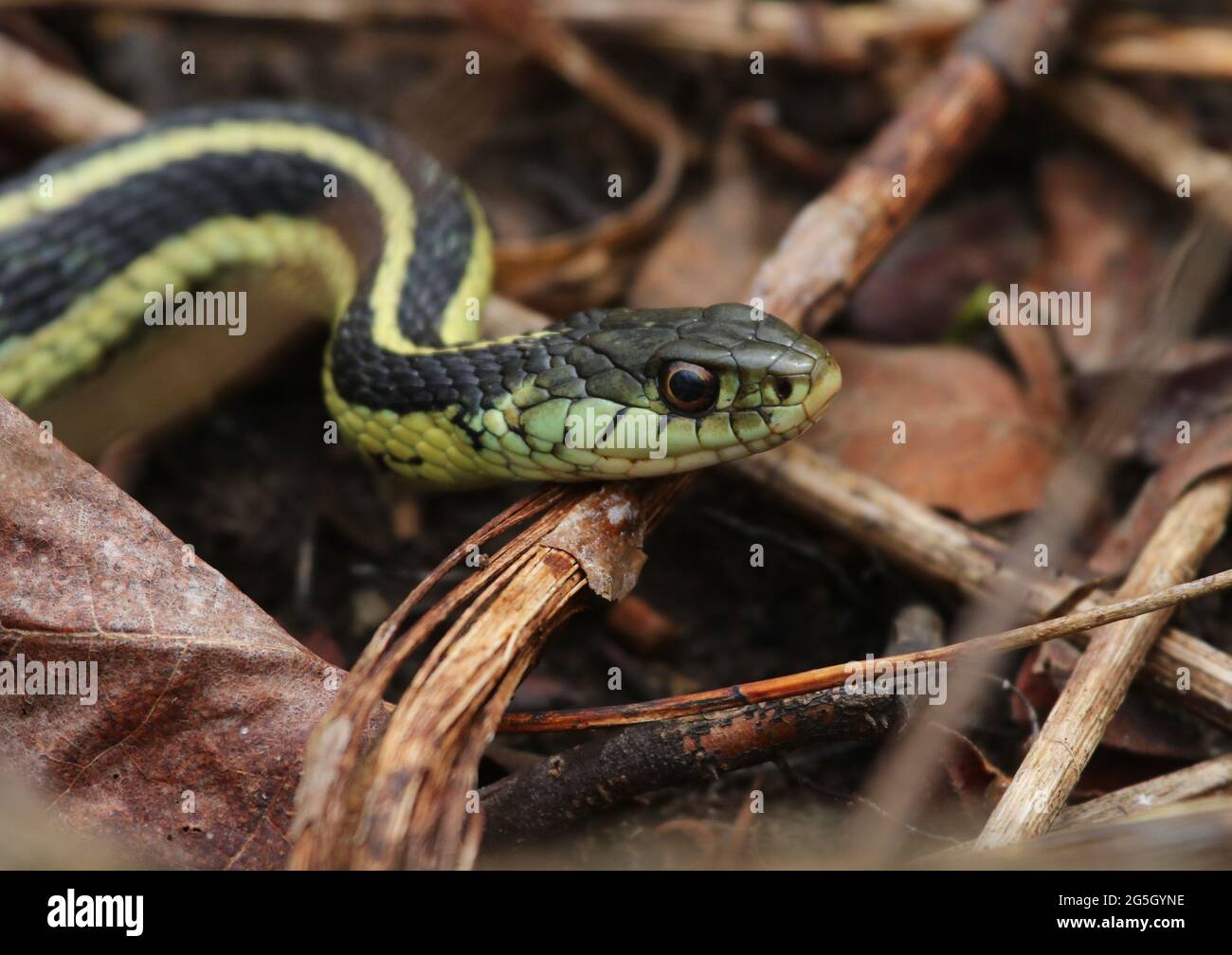 Una foto di profilo di un serpente di Garter orientale (Thamnophis sirtalis sirtalis). Girato a Waterloo, Ontario, Canada. Foto Stock