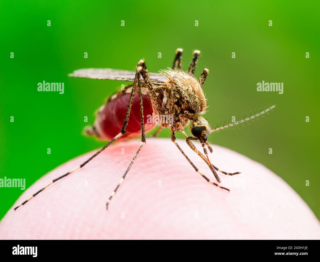 Zika infetta zanzara Bite su sfondo verde. Leishmaniosi, encefalite, febbre gialla, dengue, malattia da malaria, Mayaro o virus Zika infettivi C. Foto Stock