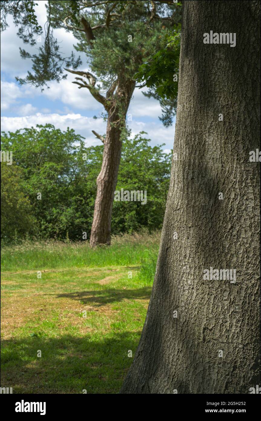 Paesaggio di alberi alla luce del sole Foto Stock