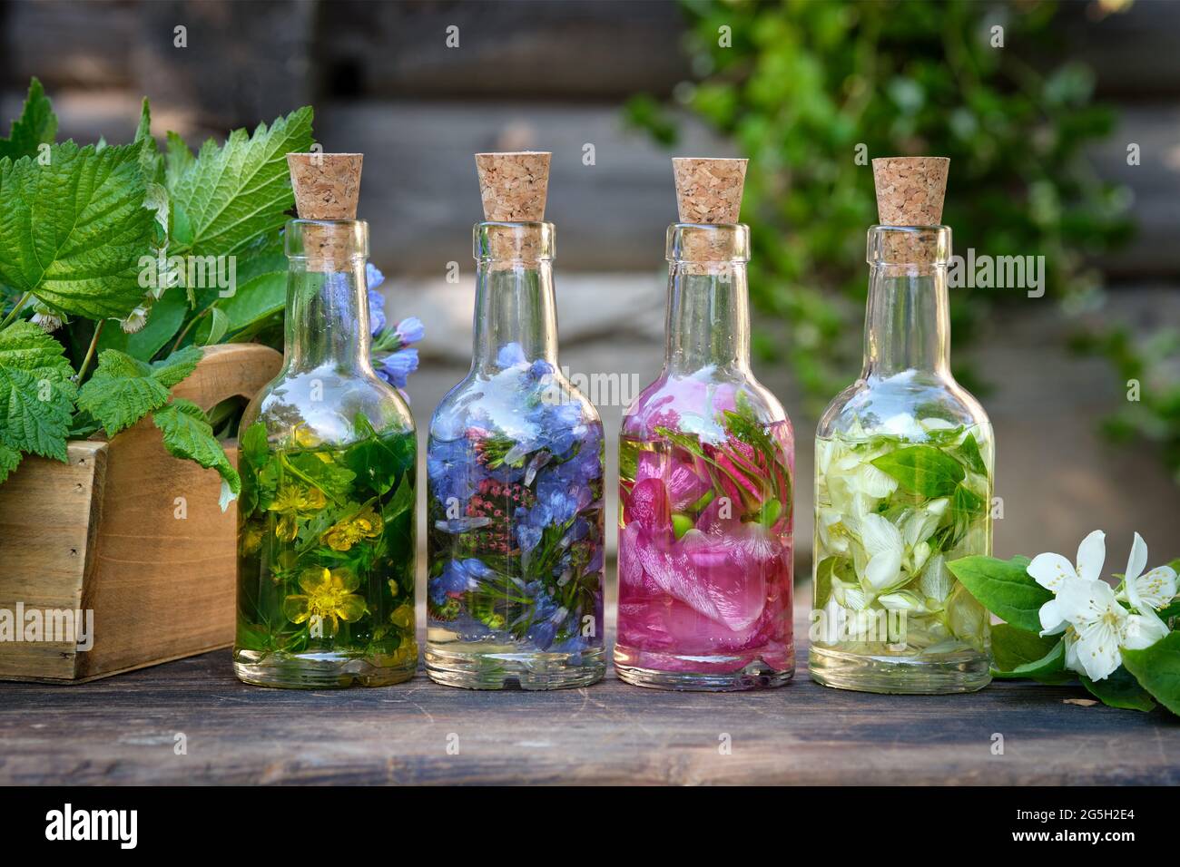 Bottiglie di olio essenziale o infusione di erbe medicinali, piante curative su tavola di legno. Medicina alternativa. Foto Stock