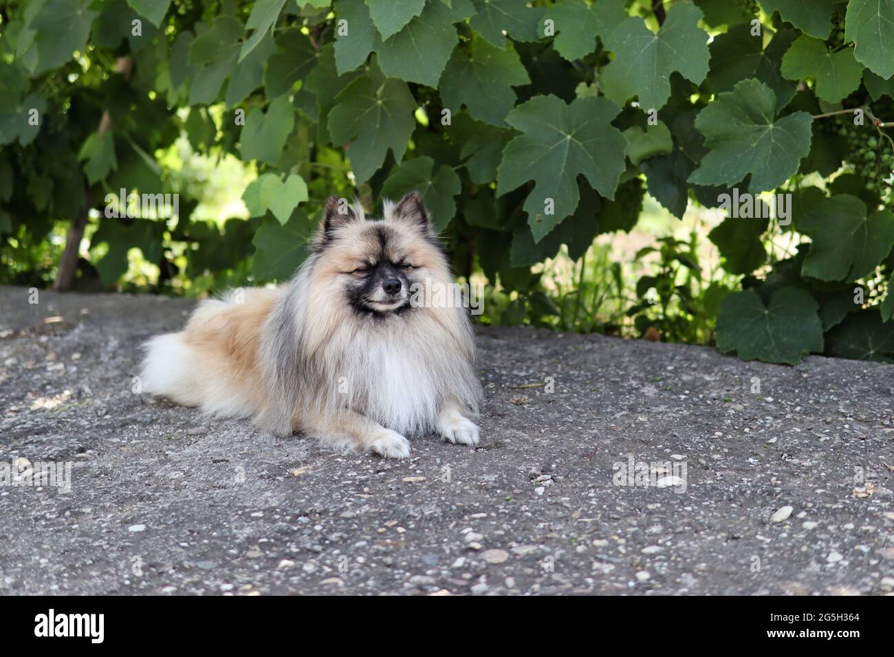 Il nano tedesco spitz di razza del cane riposa con i suoi occhi chiusi all'ombra del giardino in una calda giornata estiva Foto Stock