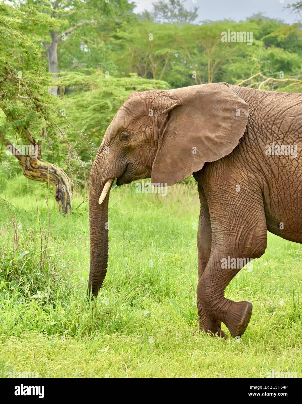 Giovane elefante africano (Loxodonta africana).Walking in un ambiente verde lussureggiante. Foto Stock