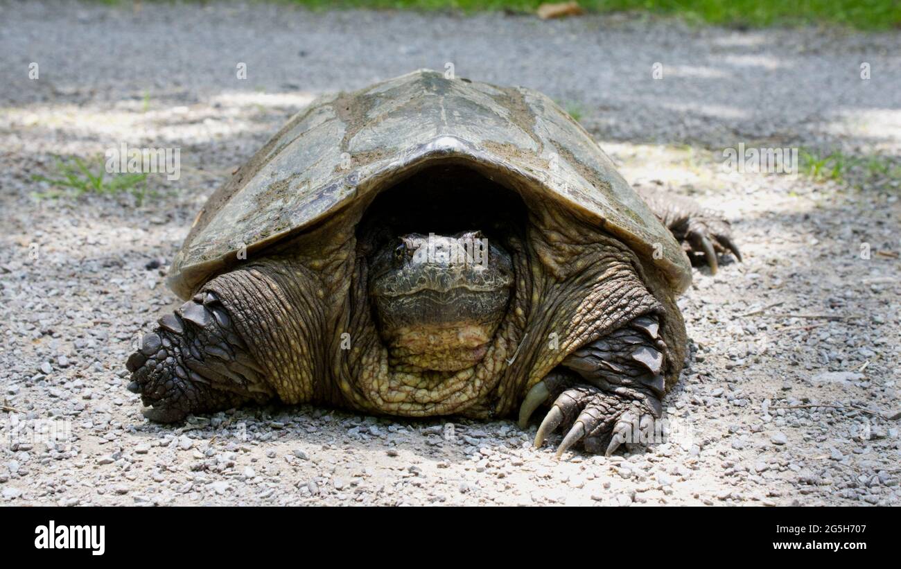 Un primo piano di una tartaruga in Pennsylvania Foto Stock