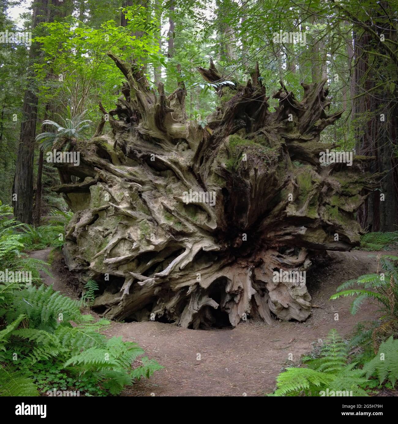 Un enorme albero di sequoie costiere, Sequoia sempervirens, è caduto in mezzo ad altri alberi giganti in Humboldt Redwoods state Park, California del Nord. Foto Stock