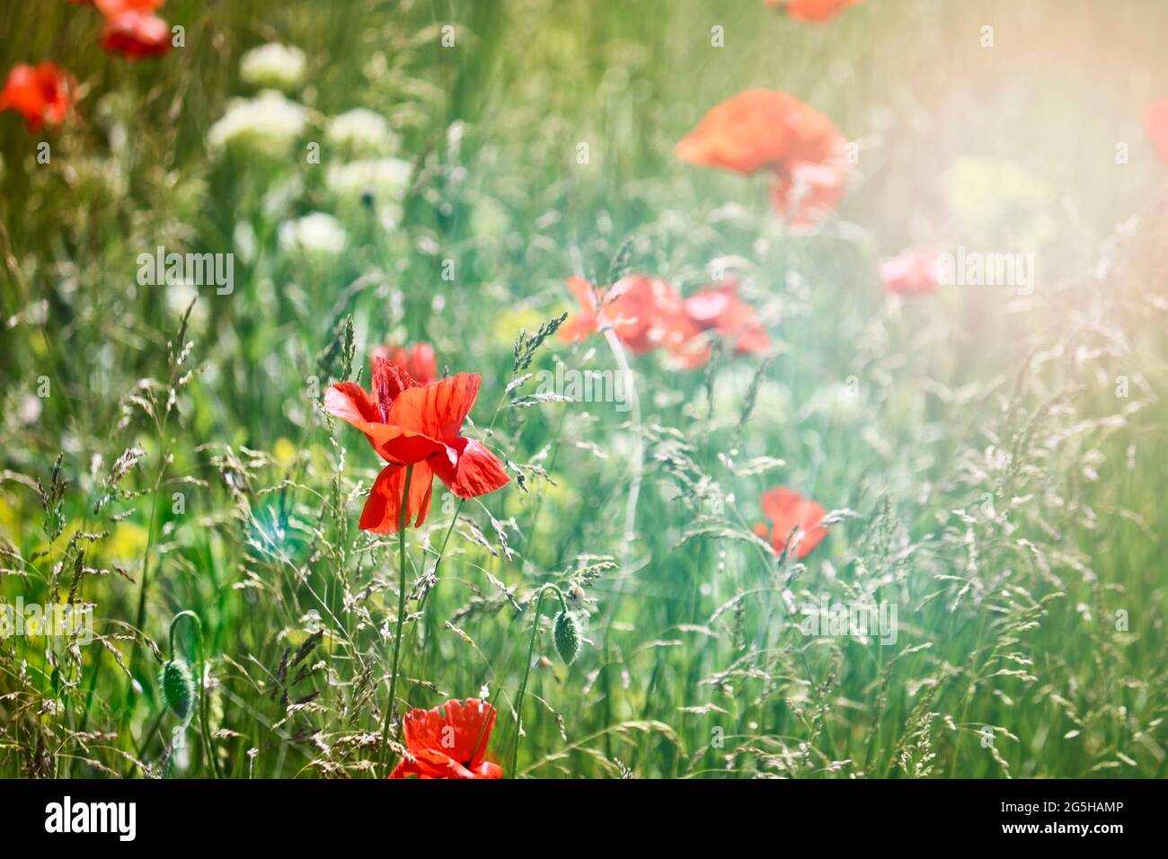 Campo di papavero - Beautiful open boccioli di fiori rossi. Sfondo sfocato. Foto Stock