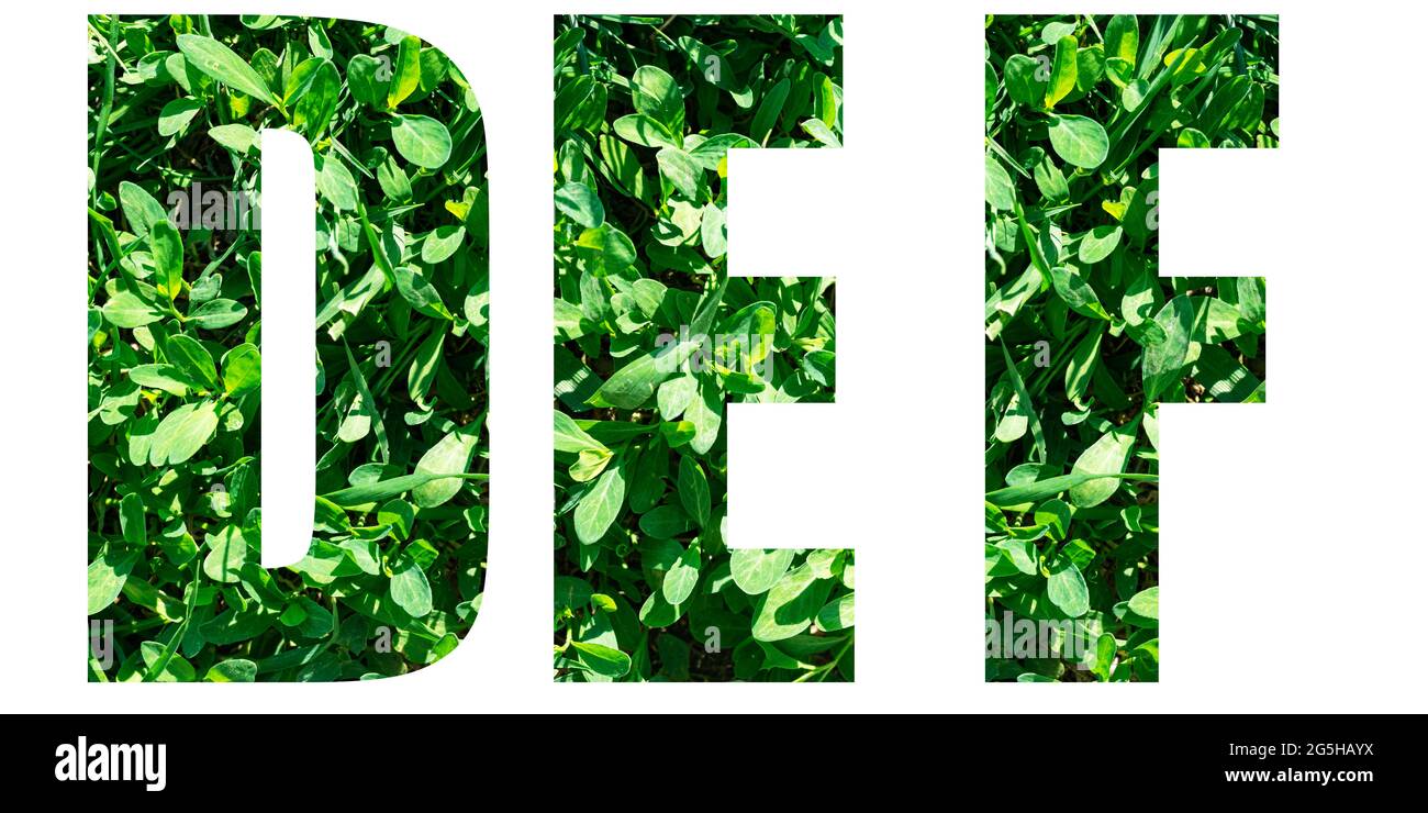 Set di lettere alfabetiche inglesi. Lettere D e F da erba verde isolate su sfondo bianco. Elementi per il tuo progetto. Foto Stock Set di lettere alfabetiche inglesi. Lettere D e F da erba verde isolate su sfondo bianco. Elementi per il tuo progetto. Foto Stock