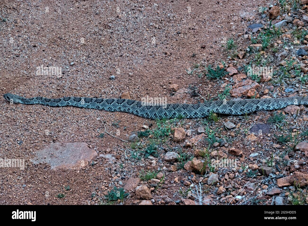 Rattlesnake Diamondback (Crotalus atrox) sull'Arizona Trail, Tucson, Arizona, U.S.A Foto Stock