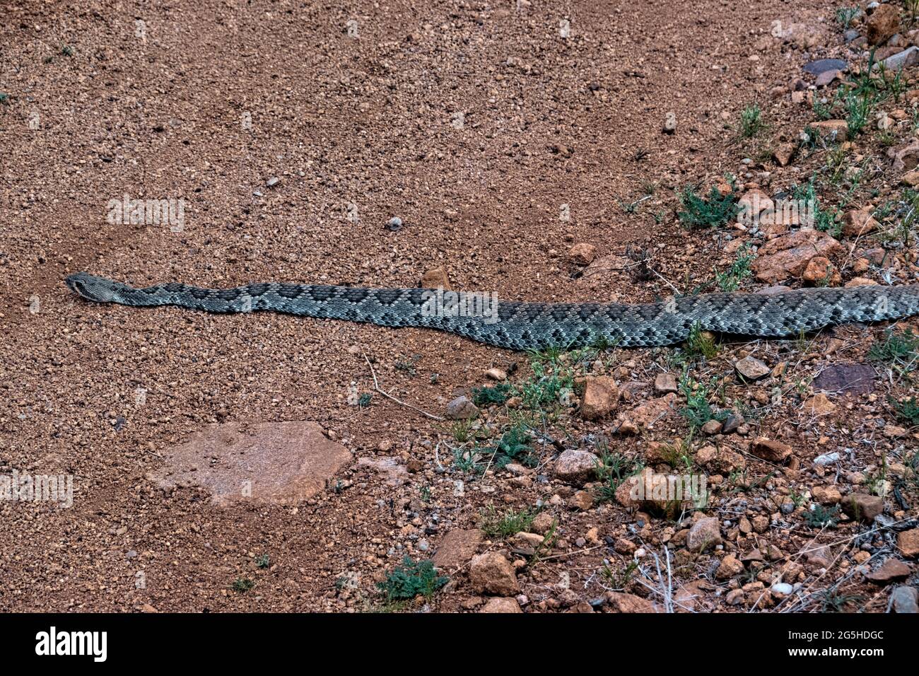 Rattlesnake Diamondback (Crotalus atrox) sull'Arizona Trail, Tucson, Arizona, U.S.A Foto Stock