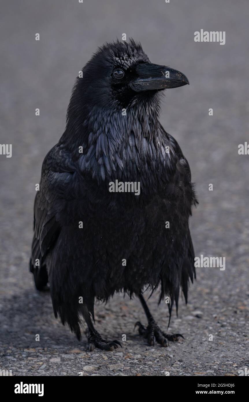 Primo piano di uccello corvo nero Foto Stock