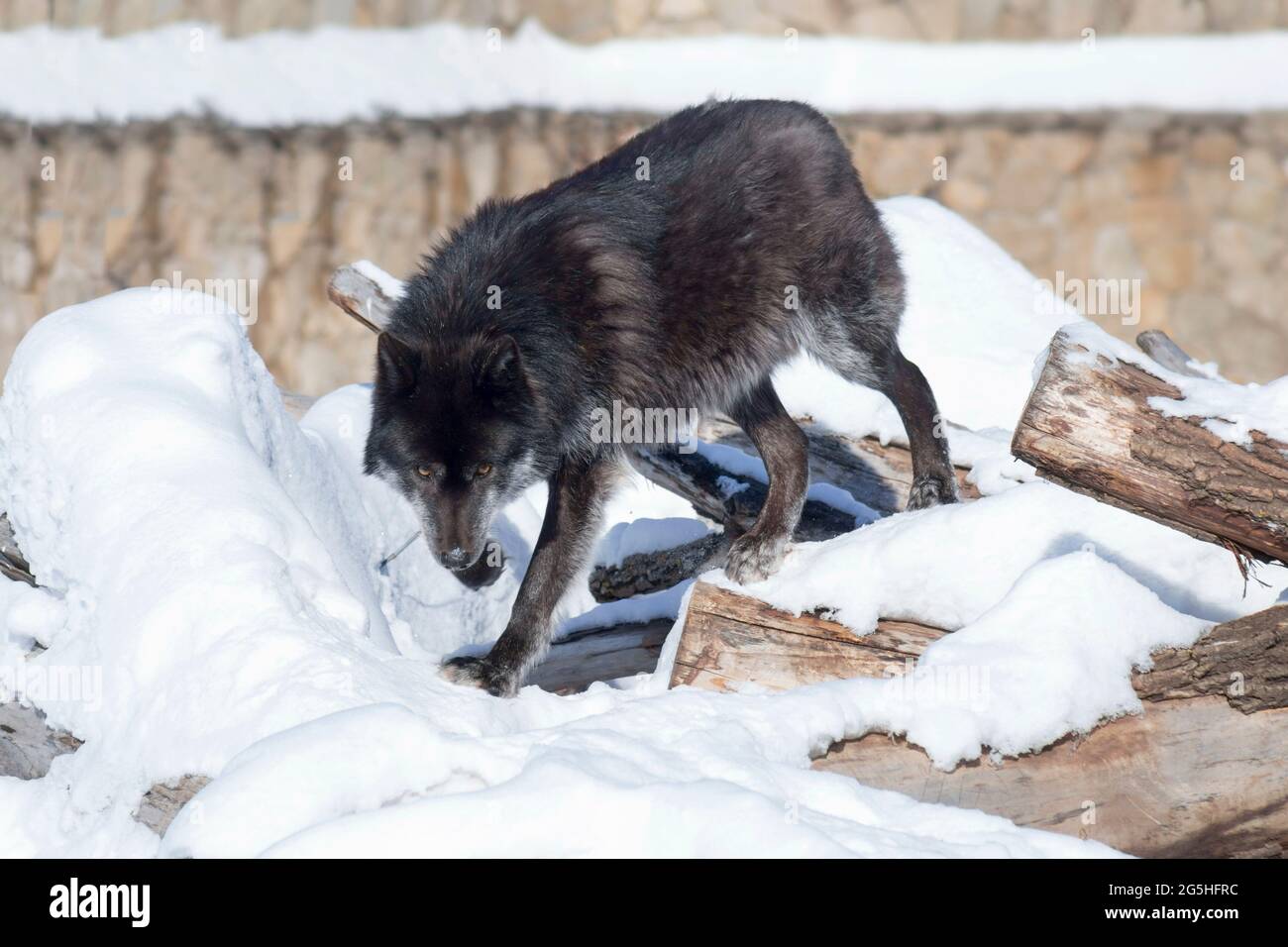 Il lupo canadese nero arrabbiato sta guardando la macchina fotografica. Canis lupus pambasileo. Animali nella fauna selvatica. Foto Stock