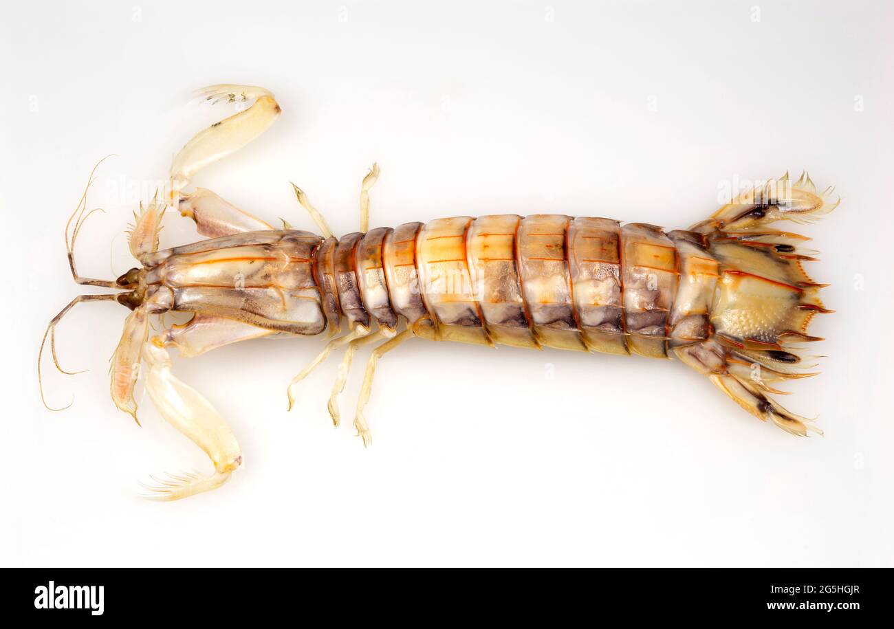 Vista dall'alto di un gamberetto Mantis o di uno Stomatopodi, un crostacei marino carnivoro chiamato anche killer di gamberi Foto Stock