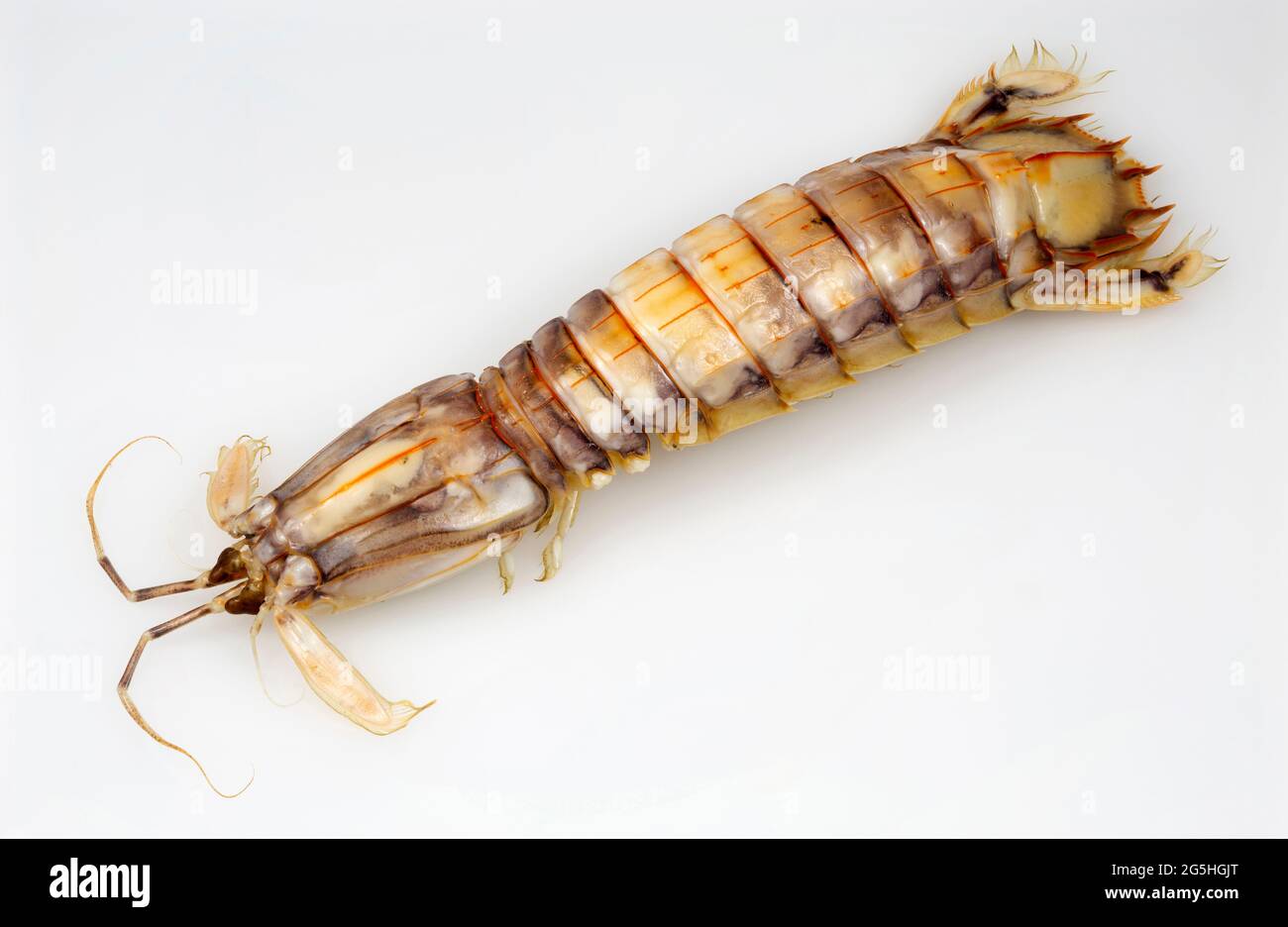 Vista dall'alto di un gamberetto Mantis o di uno Stomatopodi, un crostacei marino carnivoro chiamato anche killer di gamberi Foto Stock