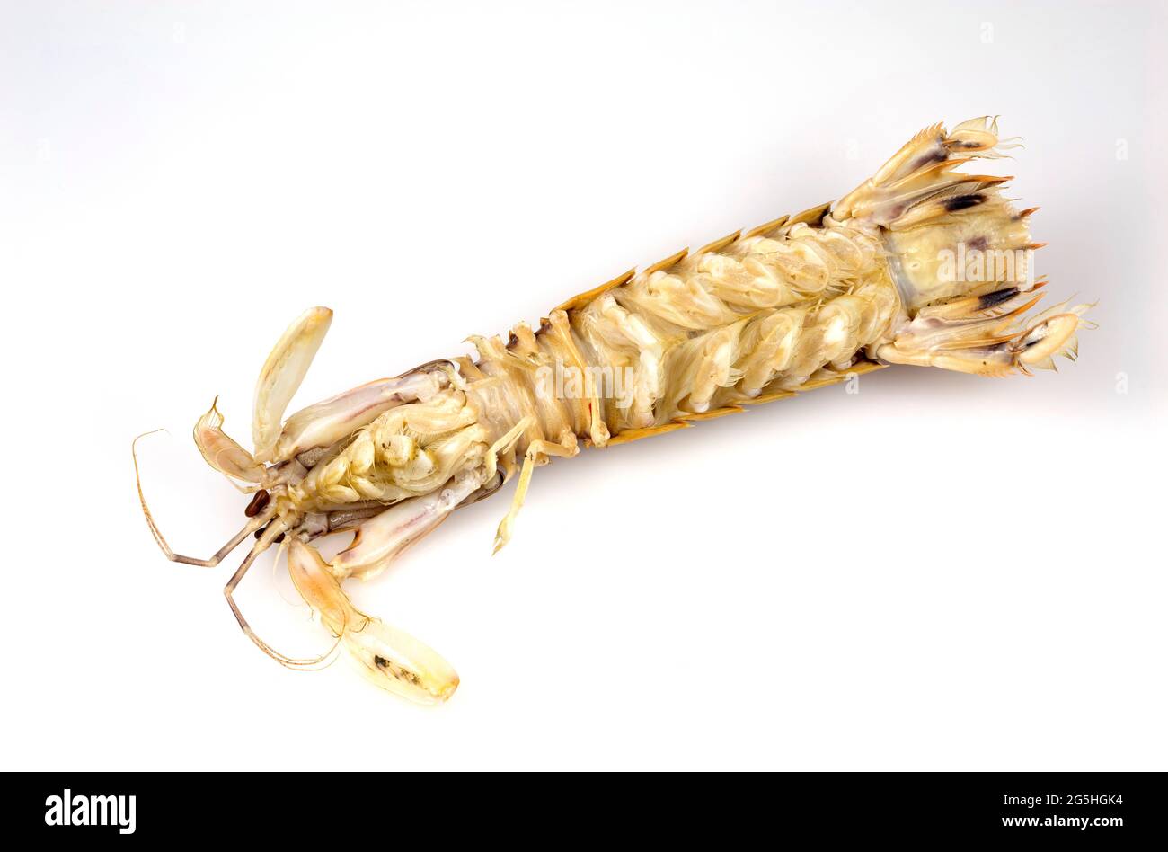 Vista dal basso di un gamberetto Mantis o Stomatopods, un crostacei marino carnivoro chiamato anche killer di gamberi Foto Stock