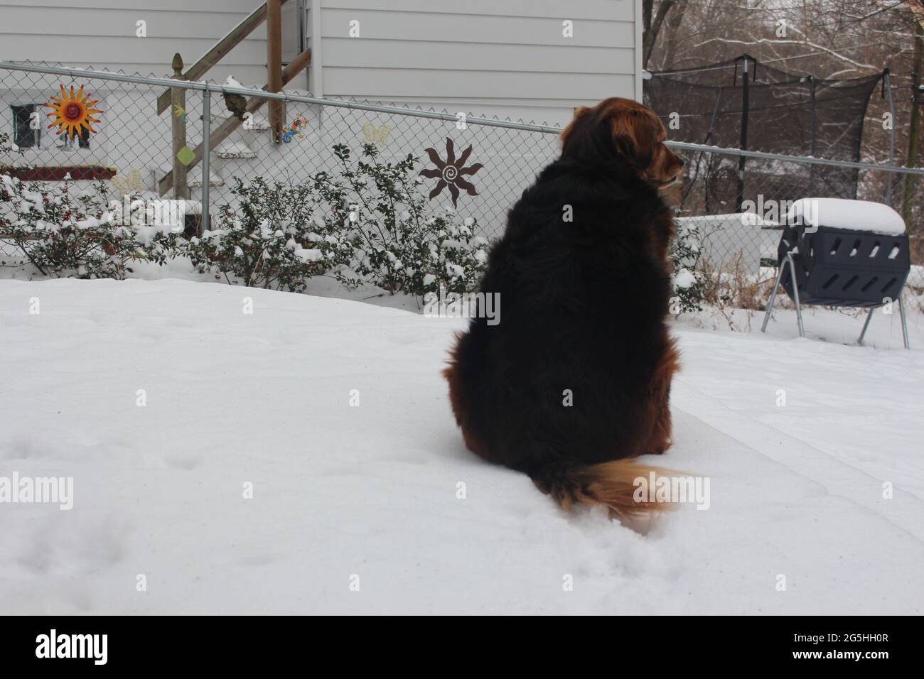 Mia nella neve Foto Stock