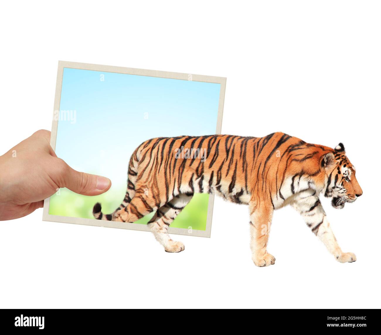 La mano umana tiene una fotografia con la tigre che emerge dalla fotografia. Opportunità, natura e concetti di ecologia. Tigre asiatica che cammina attraverso la foto fram Foto Stock