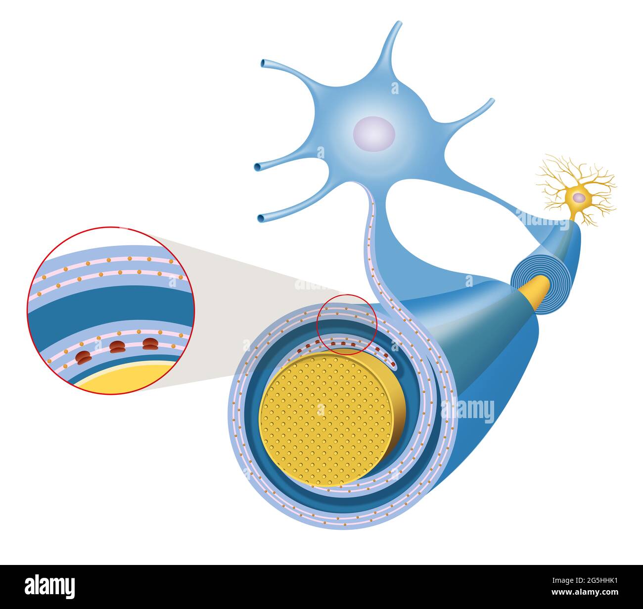 Assone delle cellule nervose e guaina di mielina Foto Stock