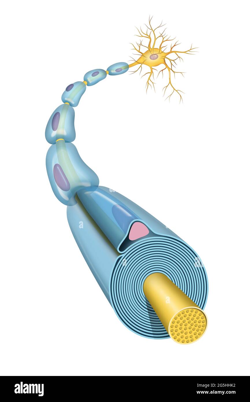 Anatomia del neurone e formazione della guaina di mielina Foto Stock
