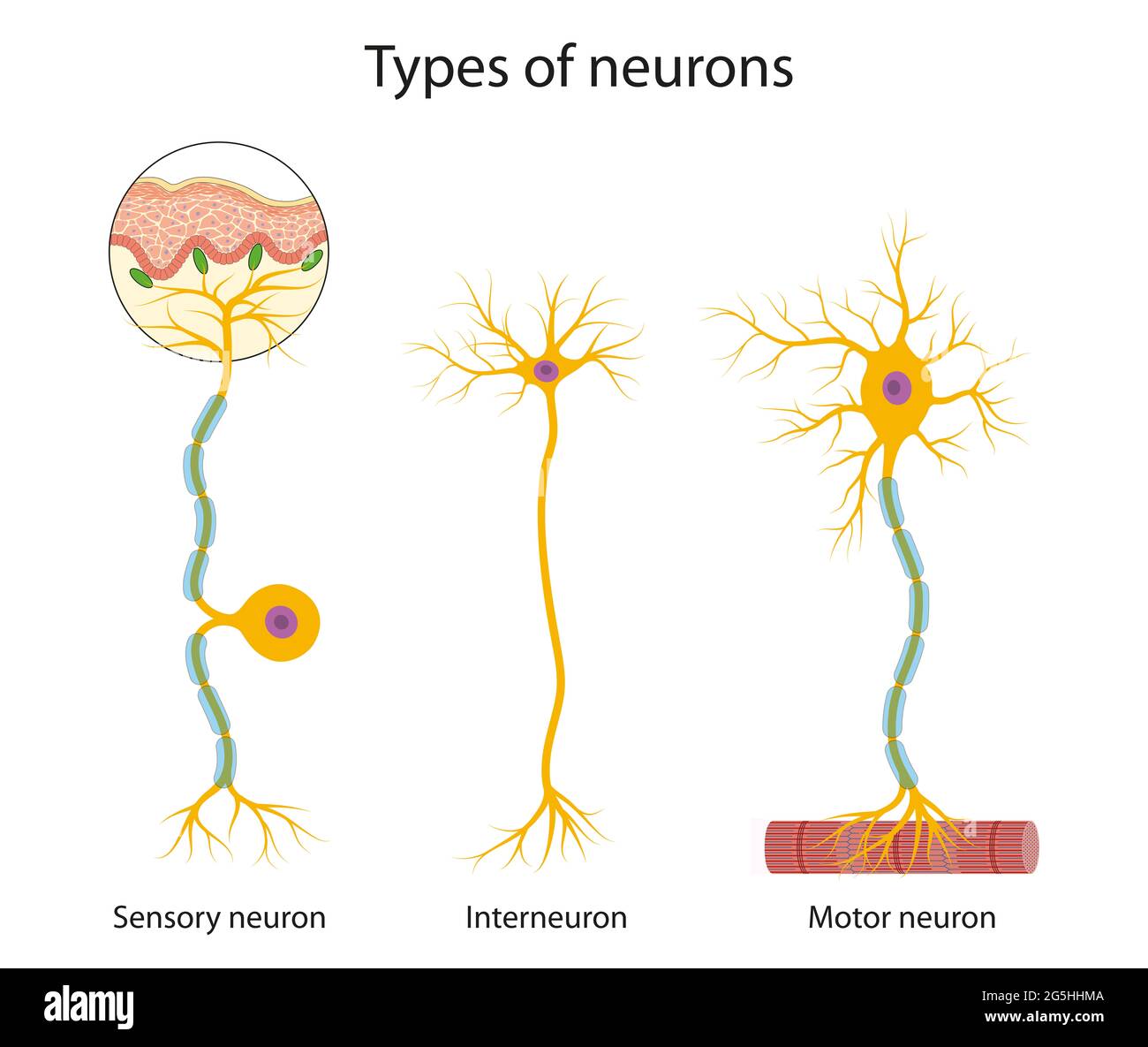 Tre tipi principali di neuroni: Sensoriale, interneurone e motorio Foto Stock