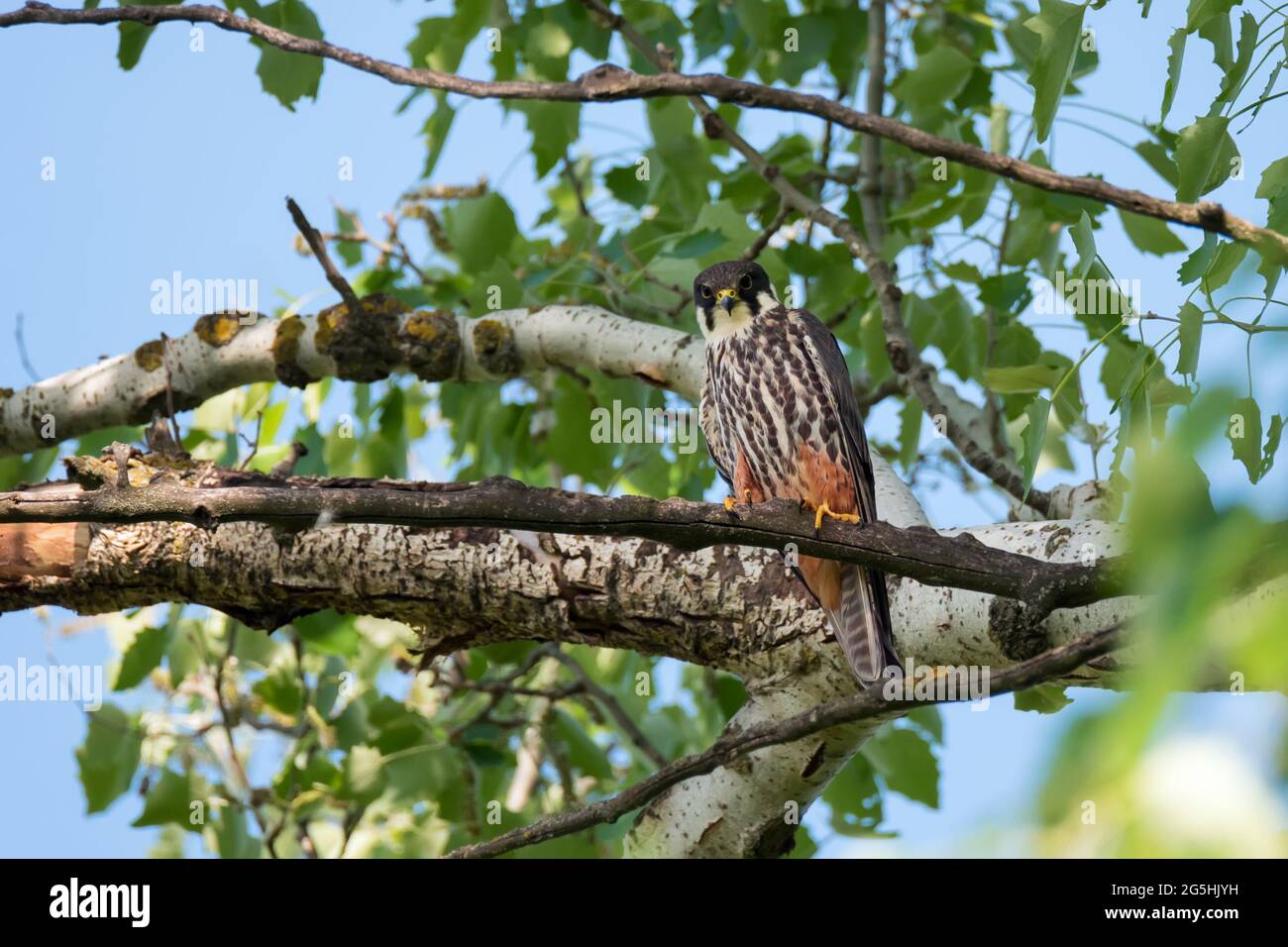 L'uccello selvatico di preda, hobby eurasiatico (Falco subbuteo) seduto sul ramo albero su foglie verdi sfondo Foto Stock