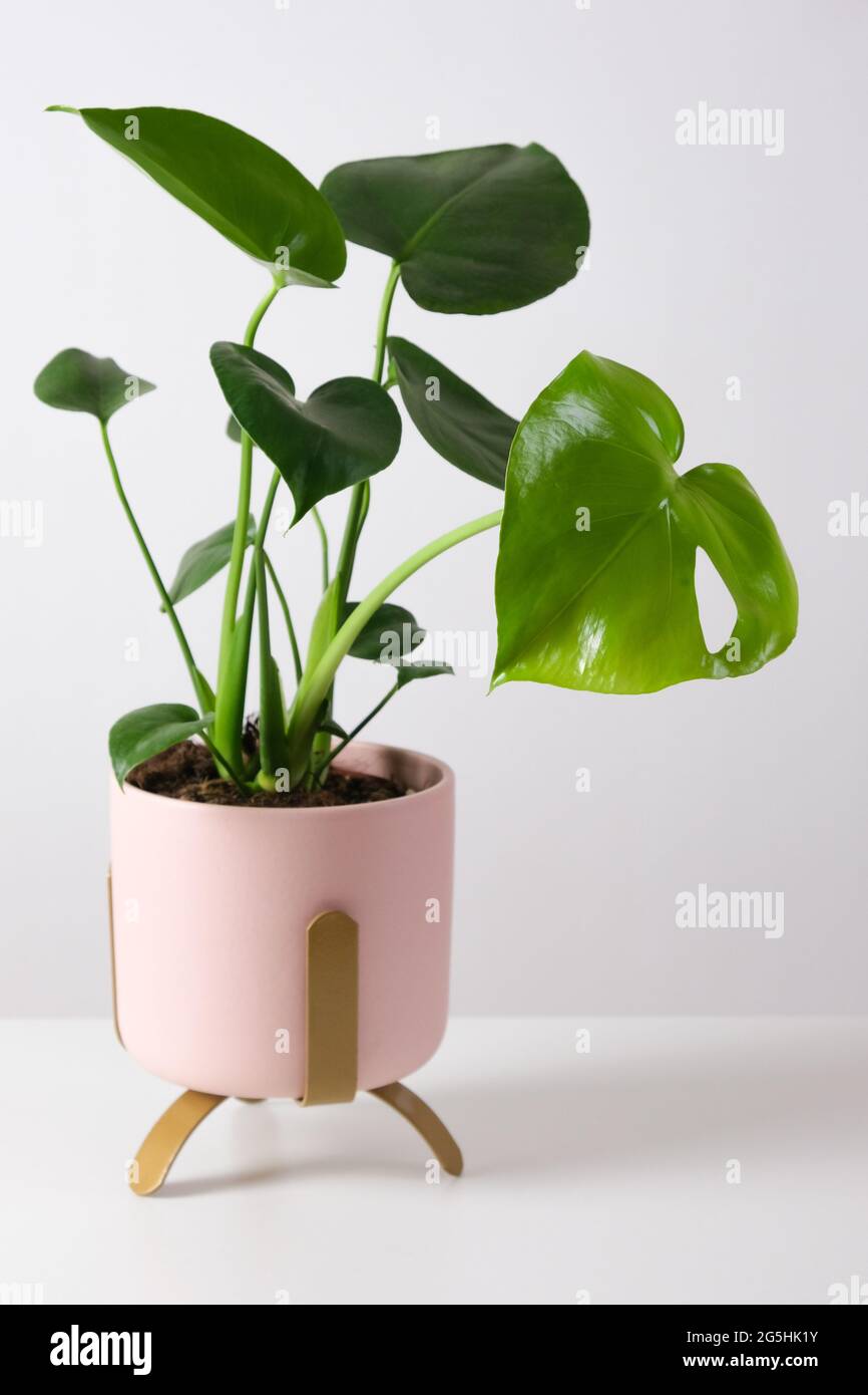 Monstera deliziosa in pentola rosa su tavola bianca. Home tropicale giardinaggio minimalista concetto alla moda. Primo piano Foto Stock