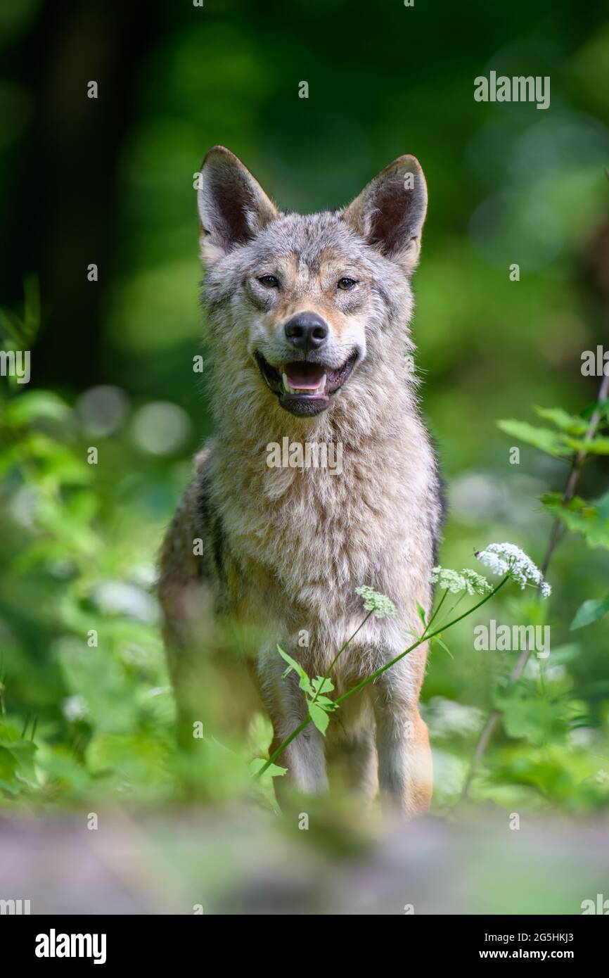 Ritratto di lupo nella foresta estiva. Scena della fauna selvatica dalla natura. Animali selvatici nell'habitat naturale Foto Stock