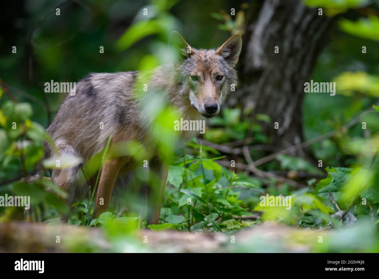 Chiudi Wolf nella foresta estiva. Scena della fauna selvatica dalla natura. Animali selvatici nell'habitat naturale Foto Stock