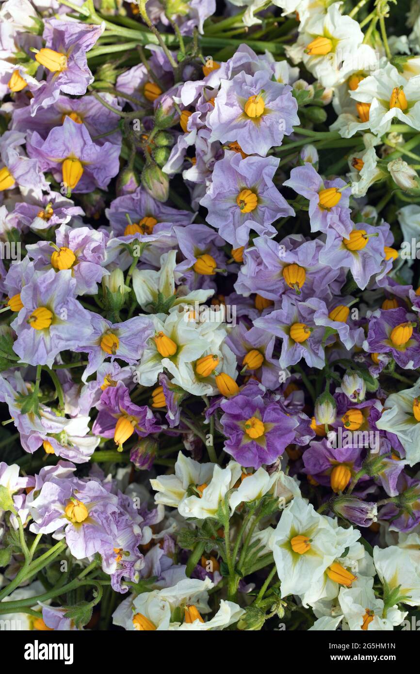 Patate in fiore viola e bianco in natura sfondo fattoria di patate Foto Stock