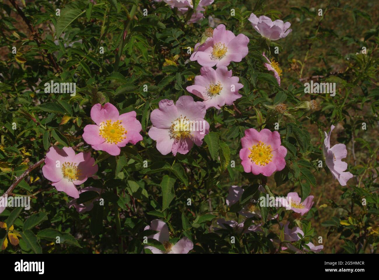 Rosa acicularis, conosciuta anche come la rosa prickly selvatica, la rosa prickly, la rosa brittly, la rosa selvatica e la rosa artica, è una specie di rosa selvatico Foto Stock
