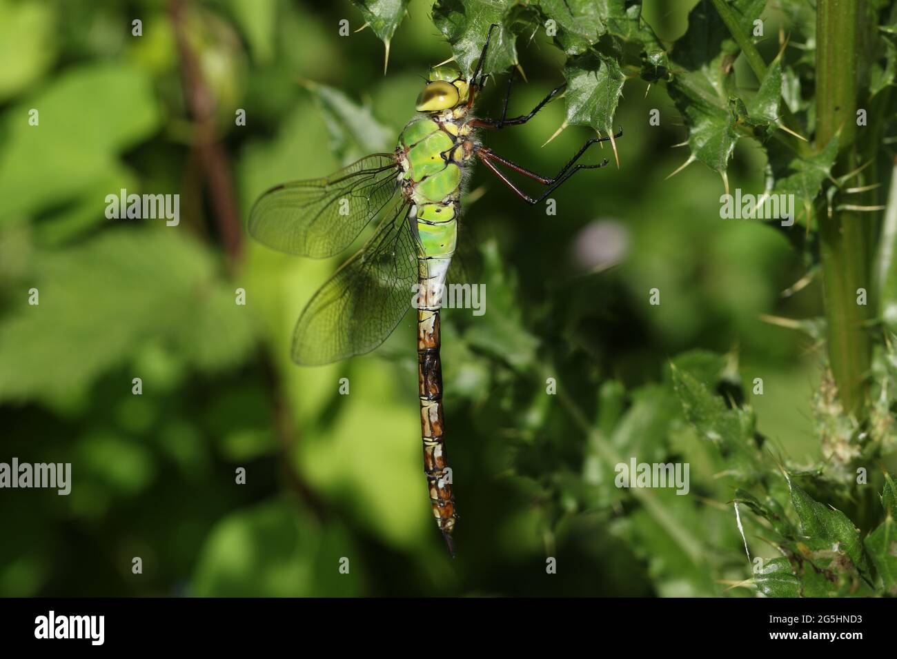 Un nuovo imperatore Dragonfly, Anax imperator, perching su un thistle. Foto Stock