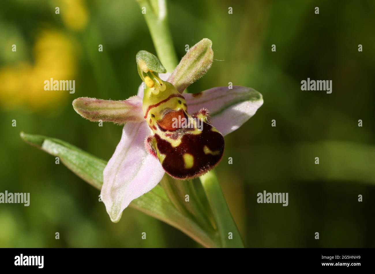 Una bella Bee Orchid, Ophrys apifera, crescendo in un prato NEL REGNO UNITO. Foto Stock