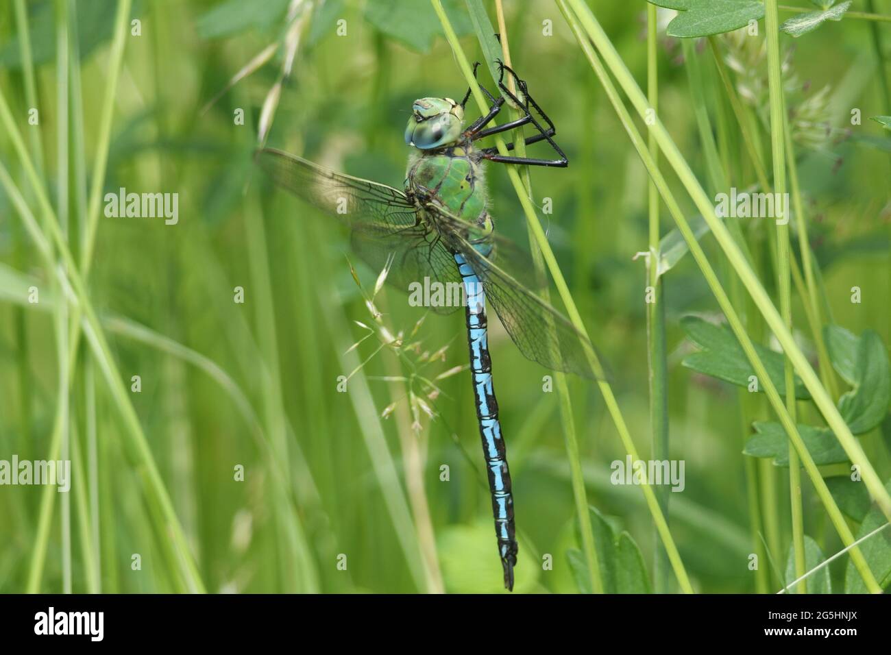 Un imperatore maschile Dragonfly, Anax imperator, che perching su erba. Foto Stock