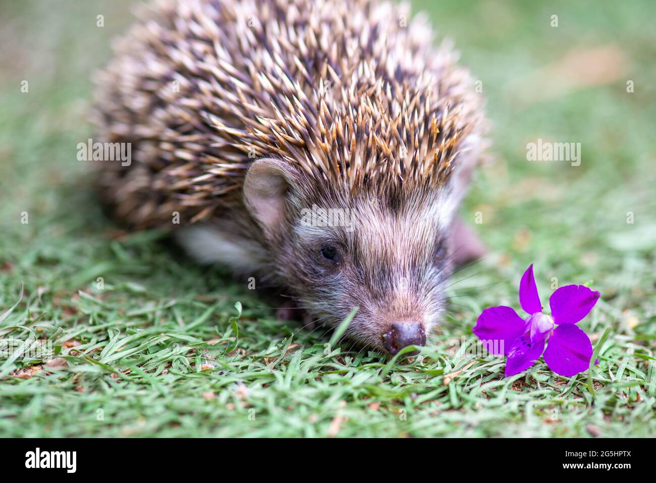 piccolo riccio in un prato con un fiore lilla Foto Stock