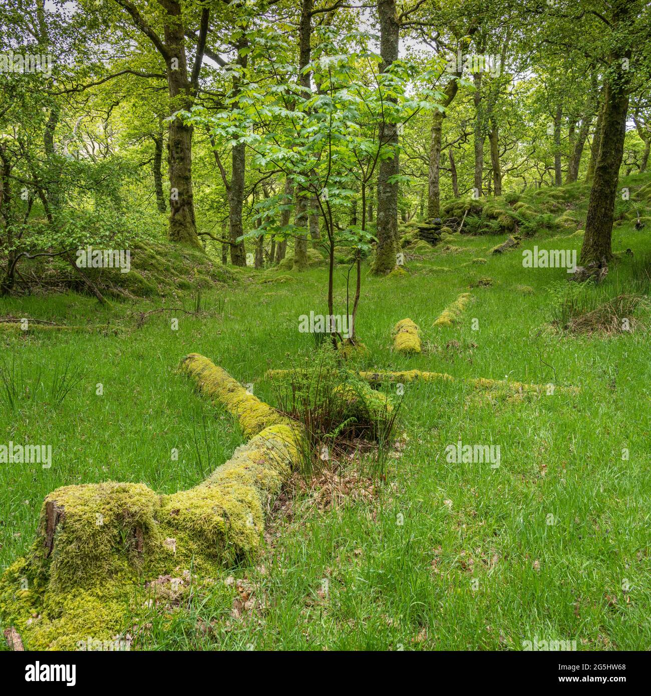 Albero caduto in boschi primaverili 2572 Foto Stock