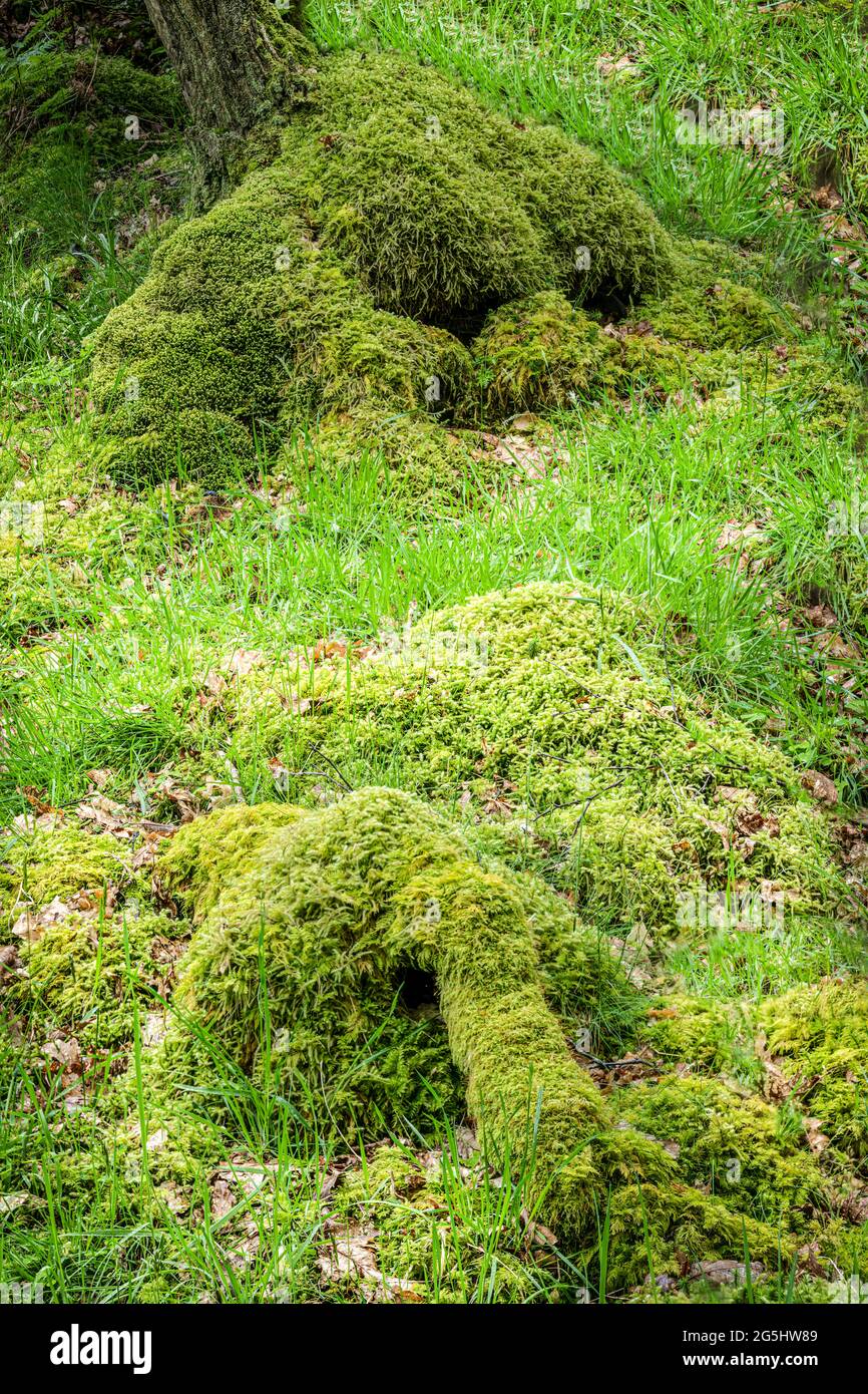 Muschio coperto radici dell'albero che assomiglia ad un mostro Foto Stock