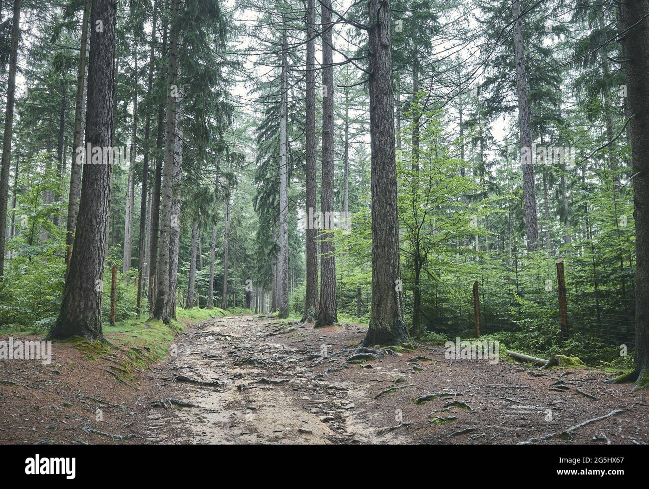 Giornata piovosa nella foresta delle montagne di Karkonosze, Polonia. Foto Stock