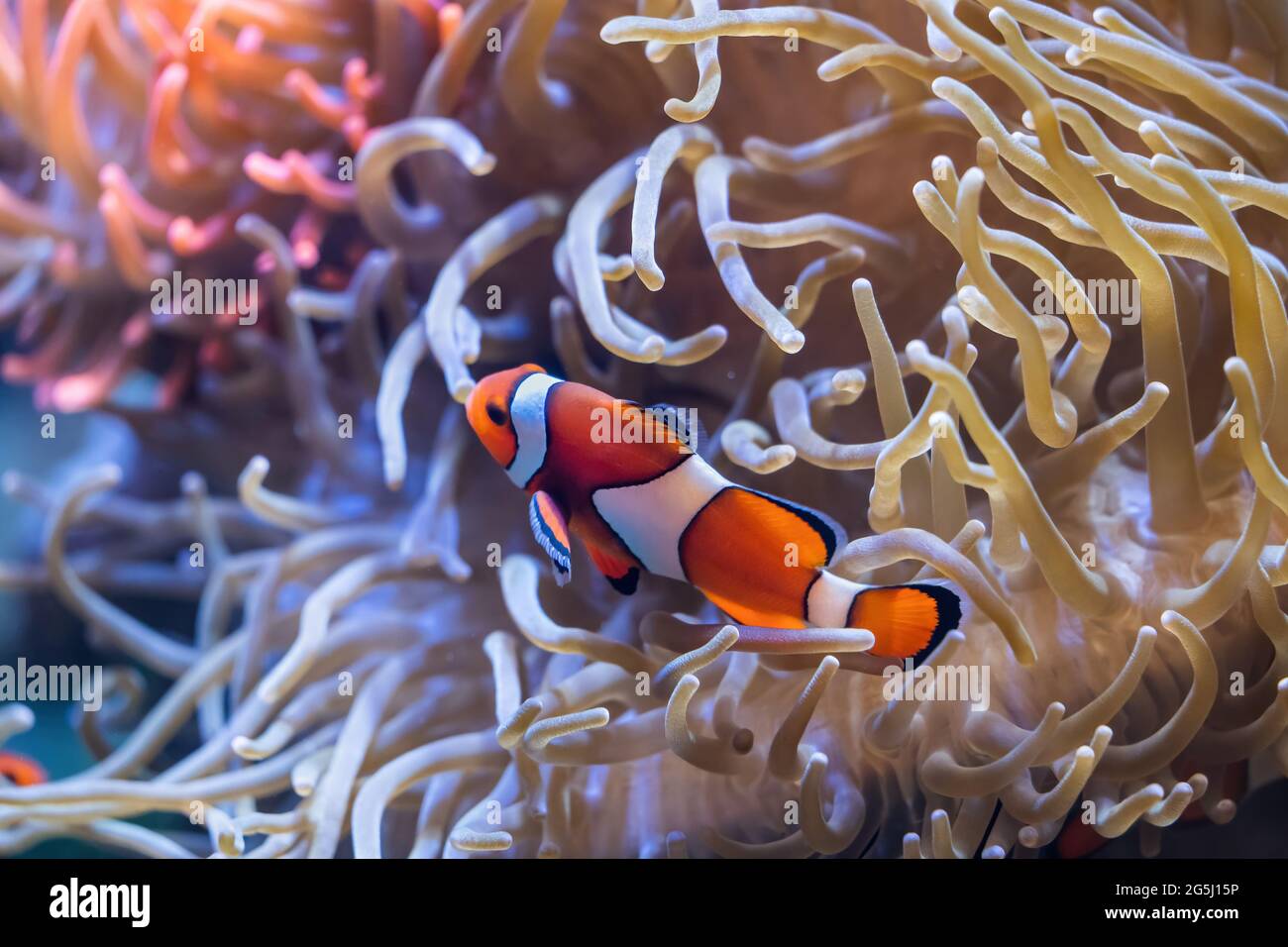 Pesce pagliaccio Anfibio ocellaris pesce marino in anemone tentacoli, famiglia: Pomacentridae, regione: Oceano Pacifico. Foto Stock