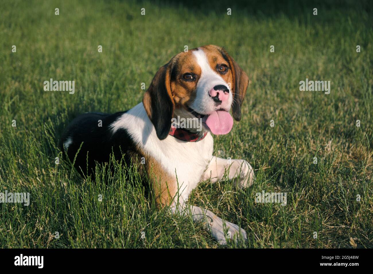 Cane Beagle sull'erba verde. Ritratto esterno di un cucciolo pedigree sul prato Foto Stock