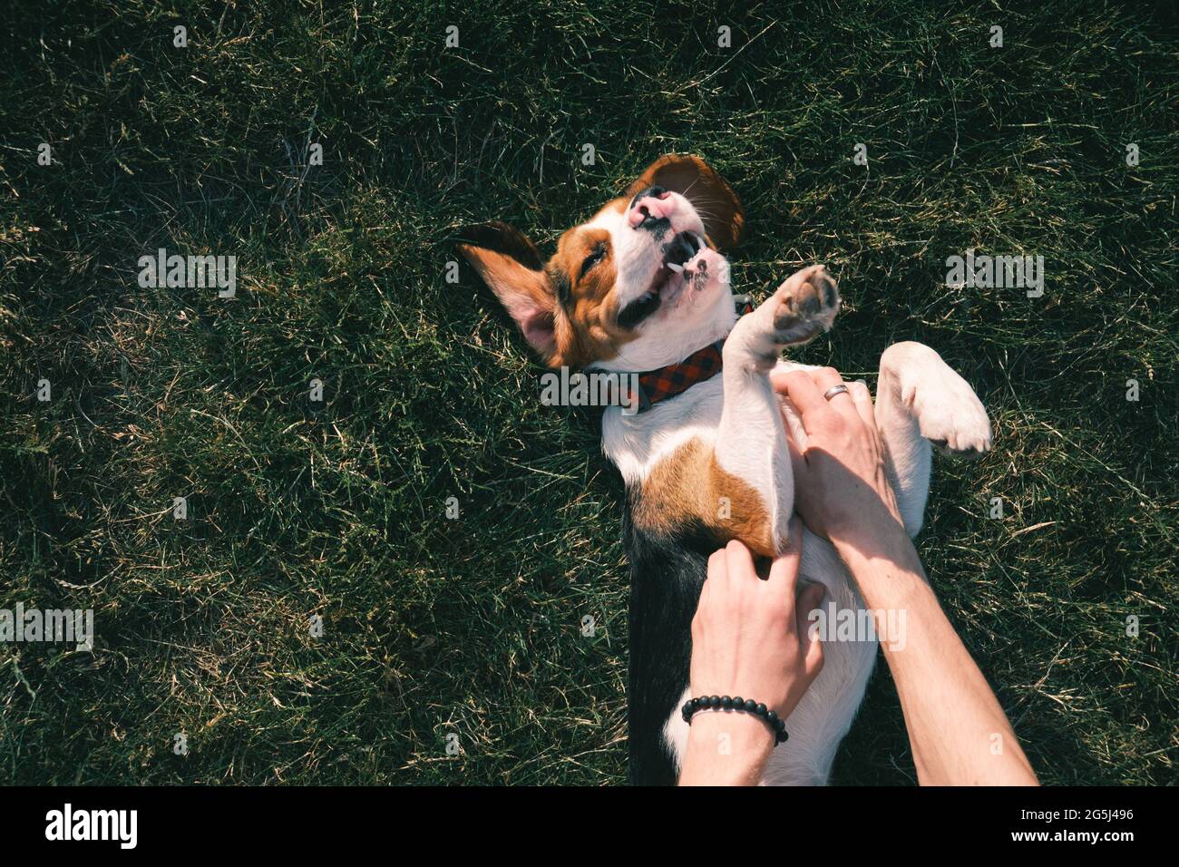 Cane beagle felice sull'erba, mani umane strofinando il ventre. Puppy sorridente che si aggina sul prato, vista dall'alto o foto dall'alto Foto Stock