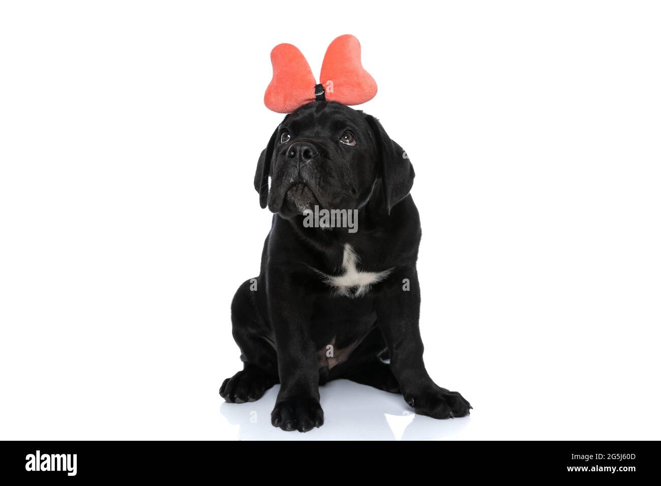carino cane corso cucciolo con archetto a prua guarda su backgorund bianco  Foto stock - Alamy