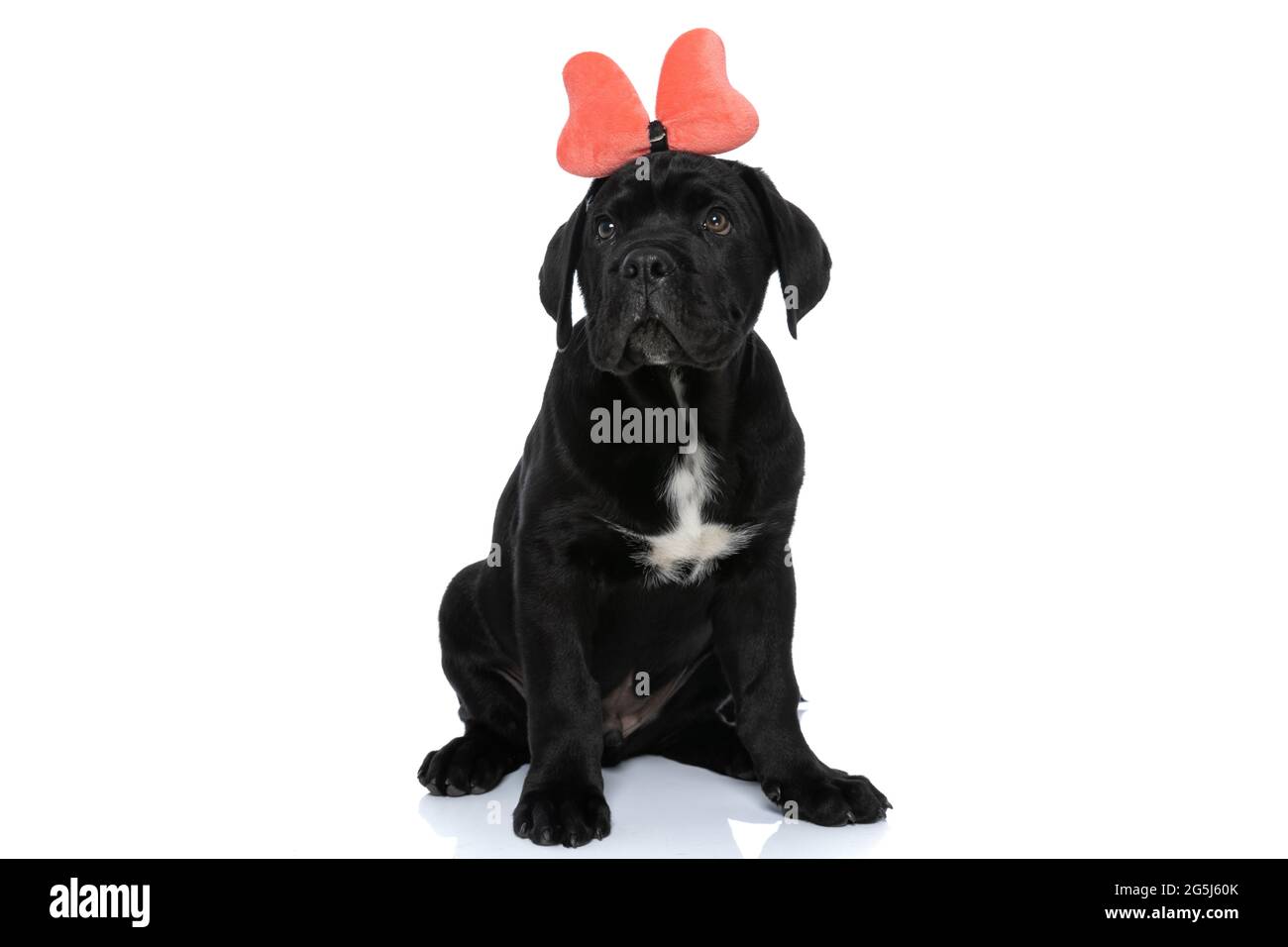 adorabile cane di canna corso indossando una bandana farfalla e seduto su sfondo bianco Foto Stock